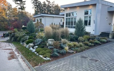 Rain Garden